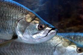 <p>Upward-pointing mouth; found in fish that feed on the water surface</p>