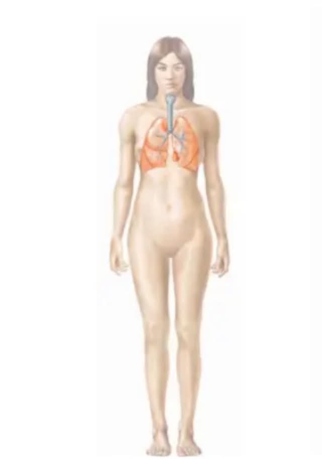 <p>What body system is this?</p>