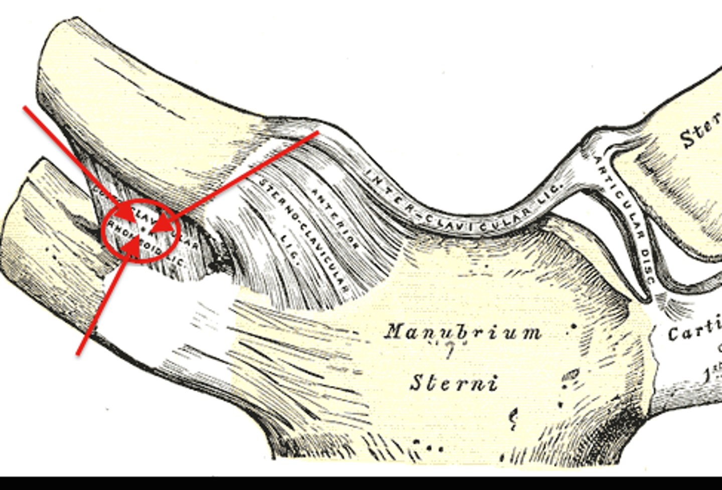 <p>a short, flat ligament that connects the clavicle's inferior surface to the superior surface of the costal cartilage of the first rib; limits the amount of clavicular elevation</p>