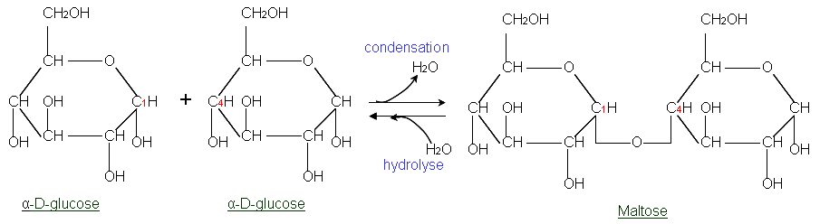<p>A bond formed between monosaccharides when the -OH group from one sugar combines with the -OH from another sugar. This bond results in the formation of a disaccharide or polysaccharide, releasing a molecule of water in the process. </p>
