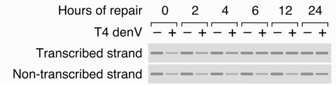 <p>WT cells repair lesions in transcribed strands - non-transcribed strand lesions do not affect protein-level</p><ul><li><p>T4 denV endonuclease cuts DNA </p></li></ul><p>TCR repairs DNA required for trasncription at a faster rate than GG-NER - crucial</p><p>CS cells are defective in all TCR, gene is effectively inactive until repaired by GG-NER</p><p></p><p>XP-C is opposite, only carry out TCR-NER, defective in GG-NER</p>