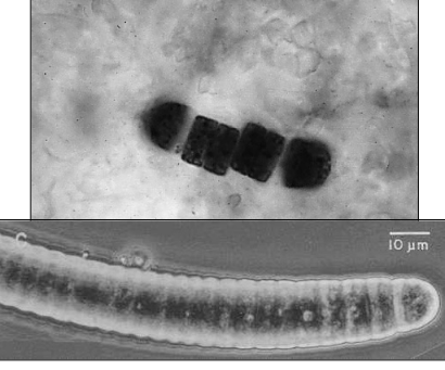 <p>Domain: Eubacteria</p><p>Occasionally preserved in chert</p>