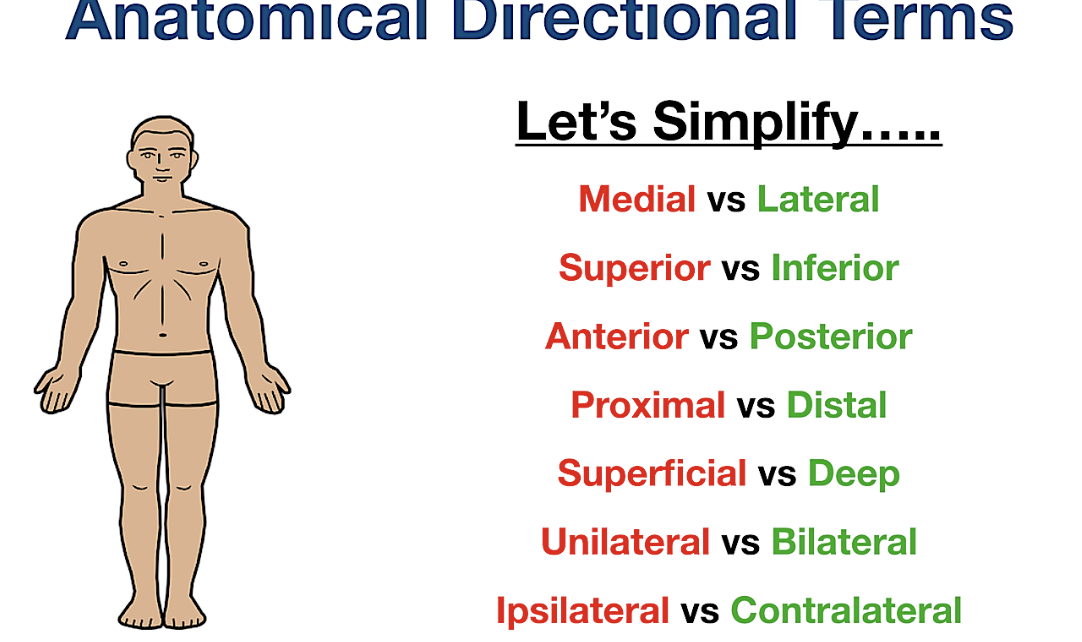 <p>describes the positions of structures relative to other structures or locations in the body</p>