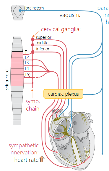 <p>SNS &amp; PSNS fibers mesh to form a cardiac plexus, providing branches to conduction system of heart, coronary vasculature, and myocardium (heart muscle walls)</p>