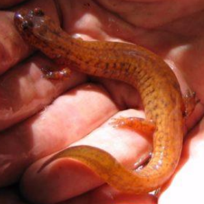 <p>Spring Salamander</p>