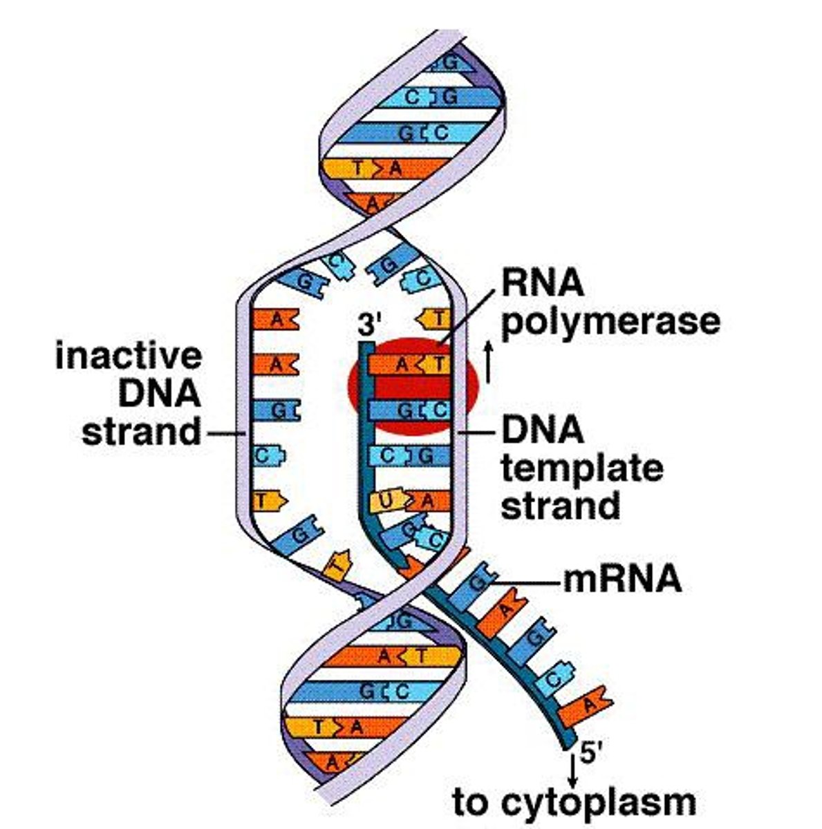 <p>A process in which mRNA copies the information from a gene found on DNA that contains the instructions to make one polypeptide and carries the message to the ribosome</p>