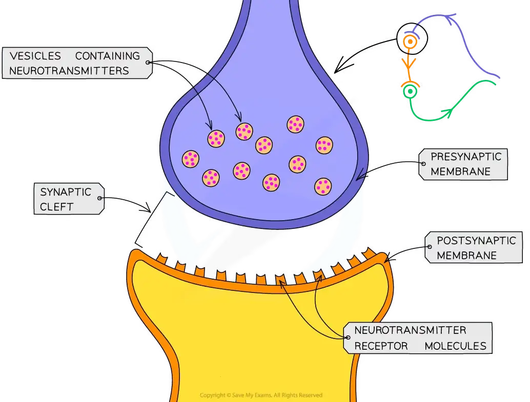 <p>Neurons don’t physically touch each other - there is a gap between them known as the synaptic cleft</p><p>At this location, known as the synapse, the electrical signal must be converted into a chemical signal to continue its journey to the next neurone</p>