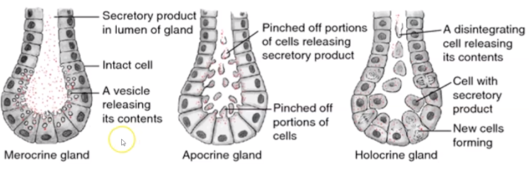 <p>What is Holocrine Gland?</p>