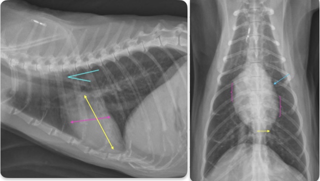 <p>-almond shape</p><p>Lat view</p><p>-2/3 thoracic height</p><p>-2-2.5 IC spaces wide</p><p>-trachea deviates from spine</p><p>VD</p><p>-apex slightly left of midline</p><p>-broad convexity in area of right atrium and left ventricle</p><p>-flat left auricle area</p><p></p>