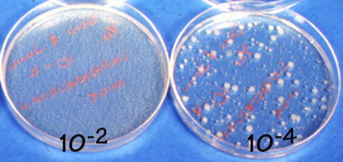 <p>-A visible cluster of bacteria derived from 1 cell</p><p>-Take on different appearances based on the species</p><p>-As the bacterium divides it can form a colony</p>