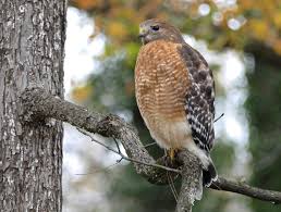 <p>Hawks</p>