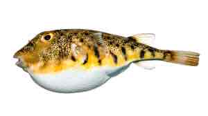 <p>Northern puffer</p>