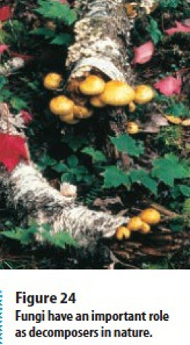 <p>They break down waste and dead matter.</p>