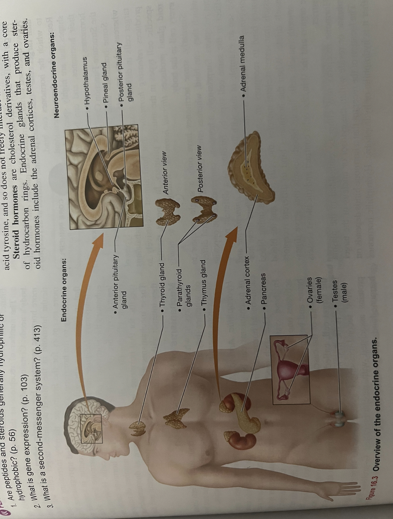 <p>Endocrine: - anterior pituitary gland: situated in sphenoid bone of skull</p><ul><li><p>thyroid gland: located in anterior neck</p></li><li><p>3-5 small parathyroid glands: found on posterior thyroid gland</p></li><li><p>Paired adrenal cortices: located on the superior surface of kidneys</p></li><li><p>Endocrine pancreas: found on left side of abdominal cavity mostly posterior to stomach</p></li><li><p>Thymus: located in superior mediastinum</p></li><li><p>Paired ovaries or testes: former in pelvic cavity and latter suspended below the pelvic cavity in men</p><p>Neuroendocrine </p></li><li><p>Hypothalamus </p></li><li><p>Pineal gland</p></li><li><p>Adrenal medulla</p></li></ul>