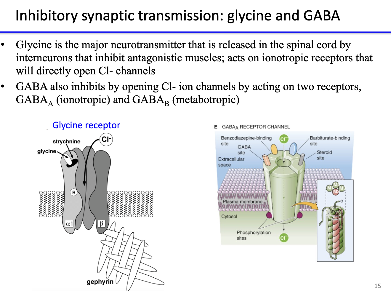 <ul><li><p><strong>Glycine:</strong> major inhibitory transmitter in <strong>spinal cord</strong>; opens <strong>Cl⁻ channels</strong> via <strong>ionotropic receptors</strong> → hyperpolarization.</p></li><li><p><strong>GABA:</strong> major inhibitory transmitter in <strong>brain</strong>; acts on</p><ul><li><p><strong>GABAᴀ:</strong> ionotropic → opens <strong>Cl⁻ channels</strong>.</p></li><li><p><strong>GABAʙ:</strong> metabotropic → activates <strong>K⁺ channels</strong> or inhibits Ca²⁺.</p></li></ul></li><li><p>Both decrease <strong>neuronal excitability</strong>.</p></li></ul><p></p>