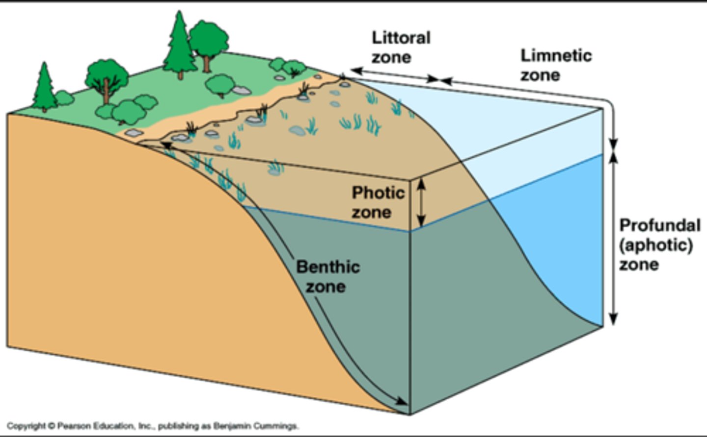 <p>- Littoral zone: shallow water near shore</p><p>- limnetic zone: shallow water away from shore</p><p>- Photic zone: topmost layer of water</p><p>- Profundal zone: middle layer of water</p><p>- Benthic zone: deepest, bottom layer of water</p>