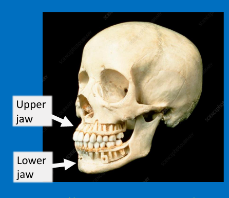 <ul><li><p>3D spatial relationship between the upper and lower jaws or teeth</p></li><li><p>Both a <strong>vertical</strong> and a <strong>horizontal</strong> component </p></li></ul><p></p>