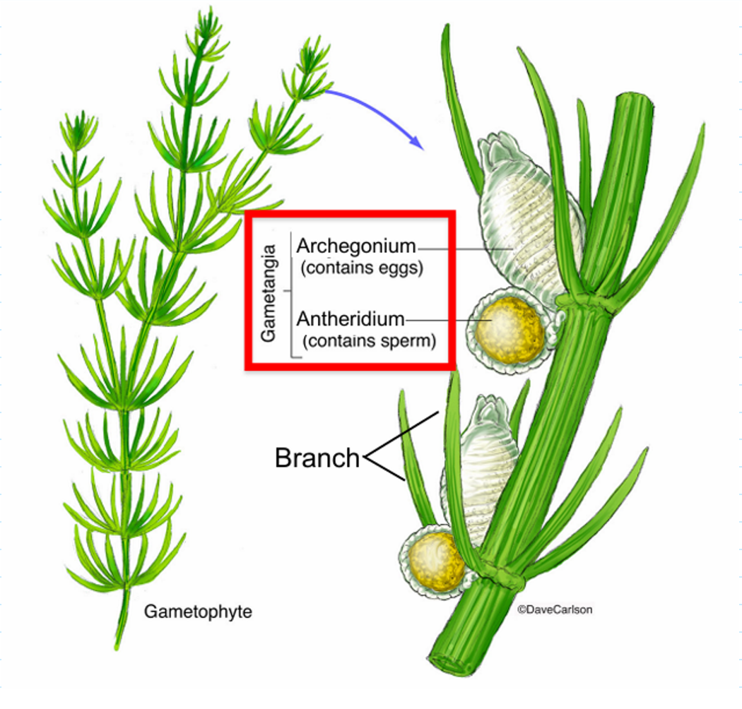 <p>genus of branching charophyte that shares many features with land plants (gametangia)</p>