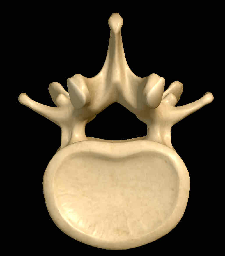 <p>Name this vertebrae</p>