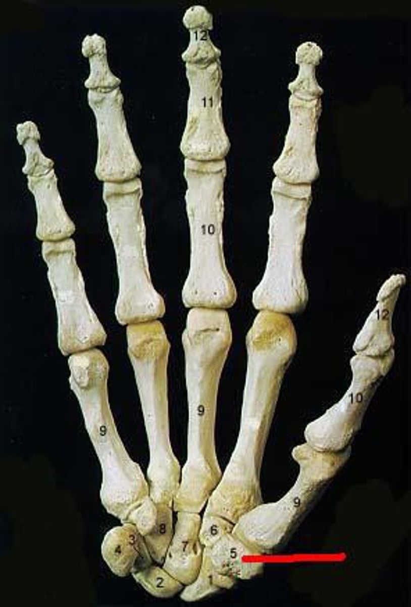 <p>- distal row</p><p>- trapezium is under the thumb (articulating with the first metacarpal)</p>