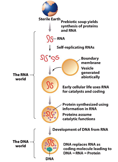<p><span style="line-height: 20.925px;">For the formation of Earth to start the origin of life, there was much chemical evolution and synthesis of biomolecules. There was also much failure before there was success&nbsp;</span></p>