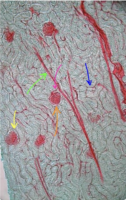 <p>specimen in field of view</p><p>structure at tip of blue arrow</p><p>structure at tip of pink arrow</p><p>structure at tip of orange arrow</p><p>structure at tip of green arrow</p><p>structure at tip of yellow arrow</p>