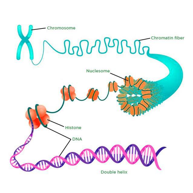 <p>To compact DNA while regulating gene accessibility for transcription, eukaryotic organisms organize their genomes:<br><br>1. DNA double helix.<br>2. DNA wraps around histone proteins, forming nucleosomes and the "beads on a string" structure.<br>3. Multiple nucleosomes wrap into a fibre (chromatin).<br>4. Supercoiling of the chromatin produces the chromosome (during mitosis and meiosis). Supercoiling refers to the repeated twisting and winding of the DNA strand. Supercoiling functions to reduce the space required for DNA packaging, allowing for more compact storage of DNA.</p>