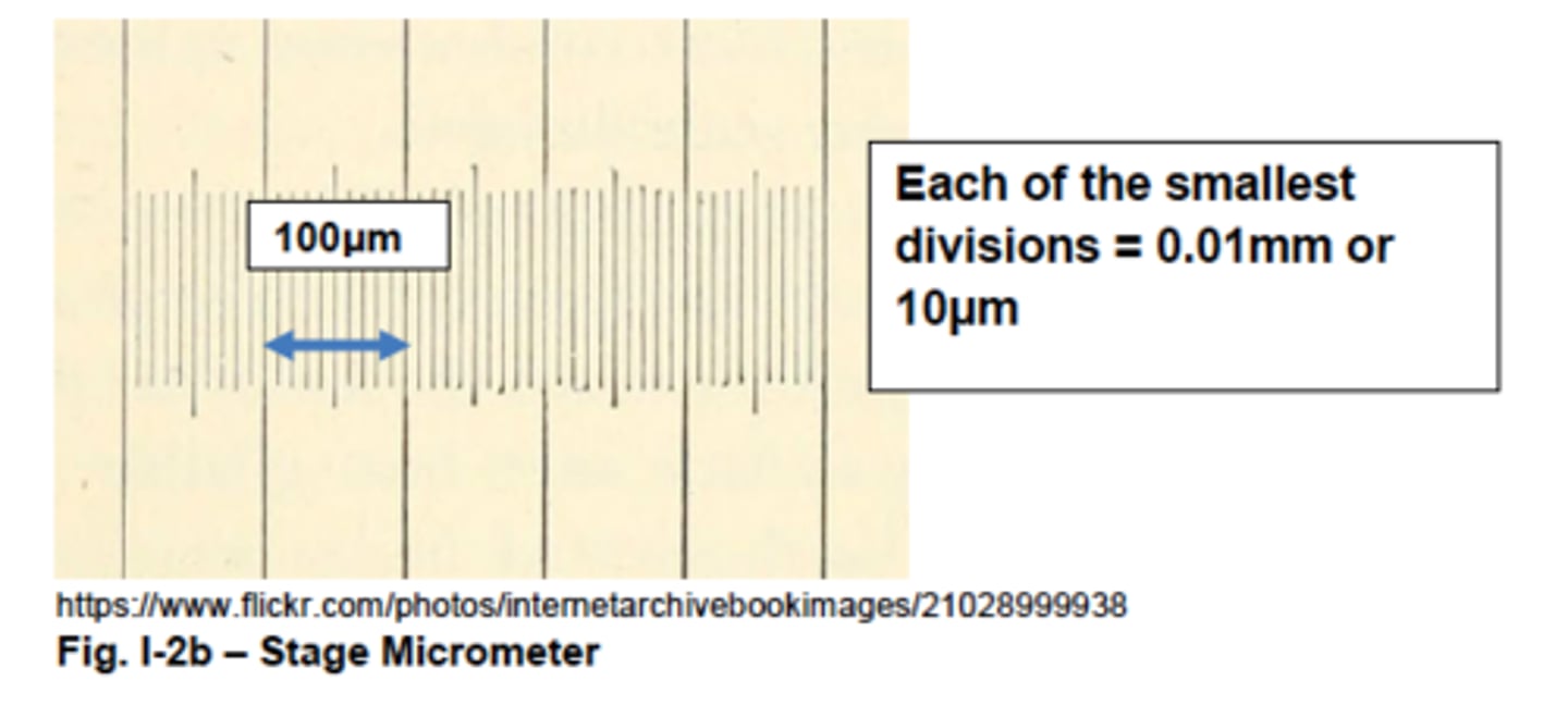 <p>major divisions: 100 μm</p><p>minor divisions: 10 μm</p>