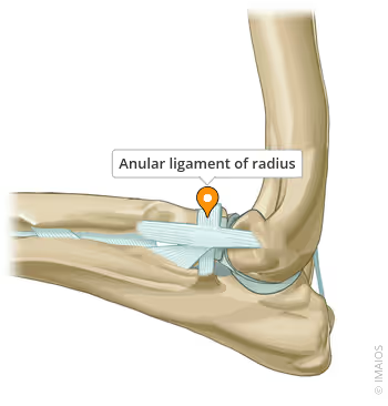 <p>Supports radial head &amp; holds it in place against ulna</p>