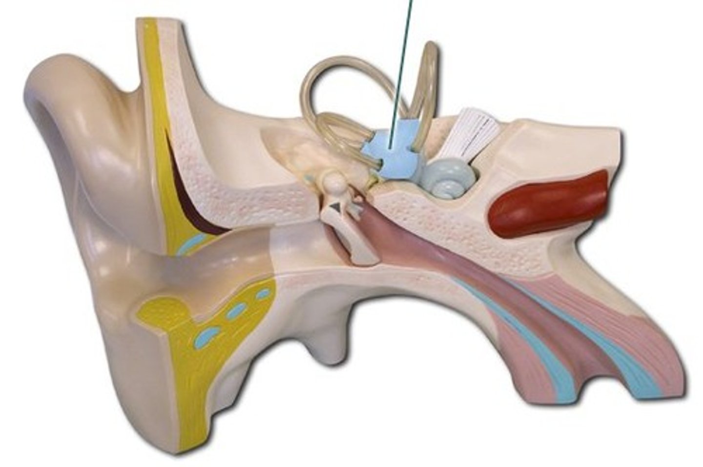 <p>middle part of the inner ear, in front of the semicircular canals and behind the cochlea, that contains the utricle and the saccule; functions to provide body balance and equilibrium</p>