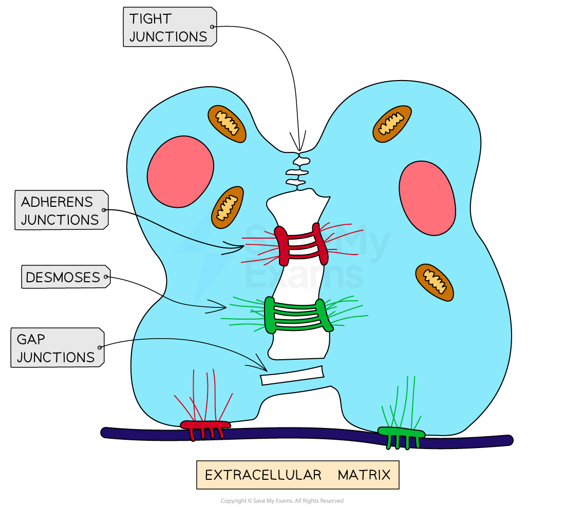 <ul><li><p>Tight junctions</p></li><li><p>Adherens junctions</p></li><li><p>Desmosomes</p></li><li><p>Gap junctions</p></li></ul><p></p>