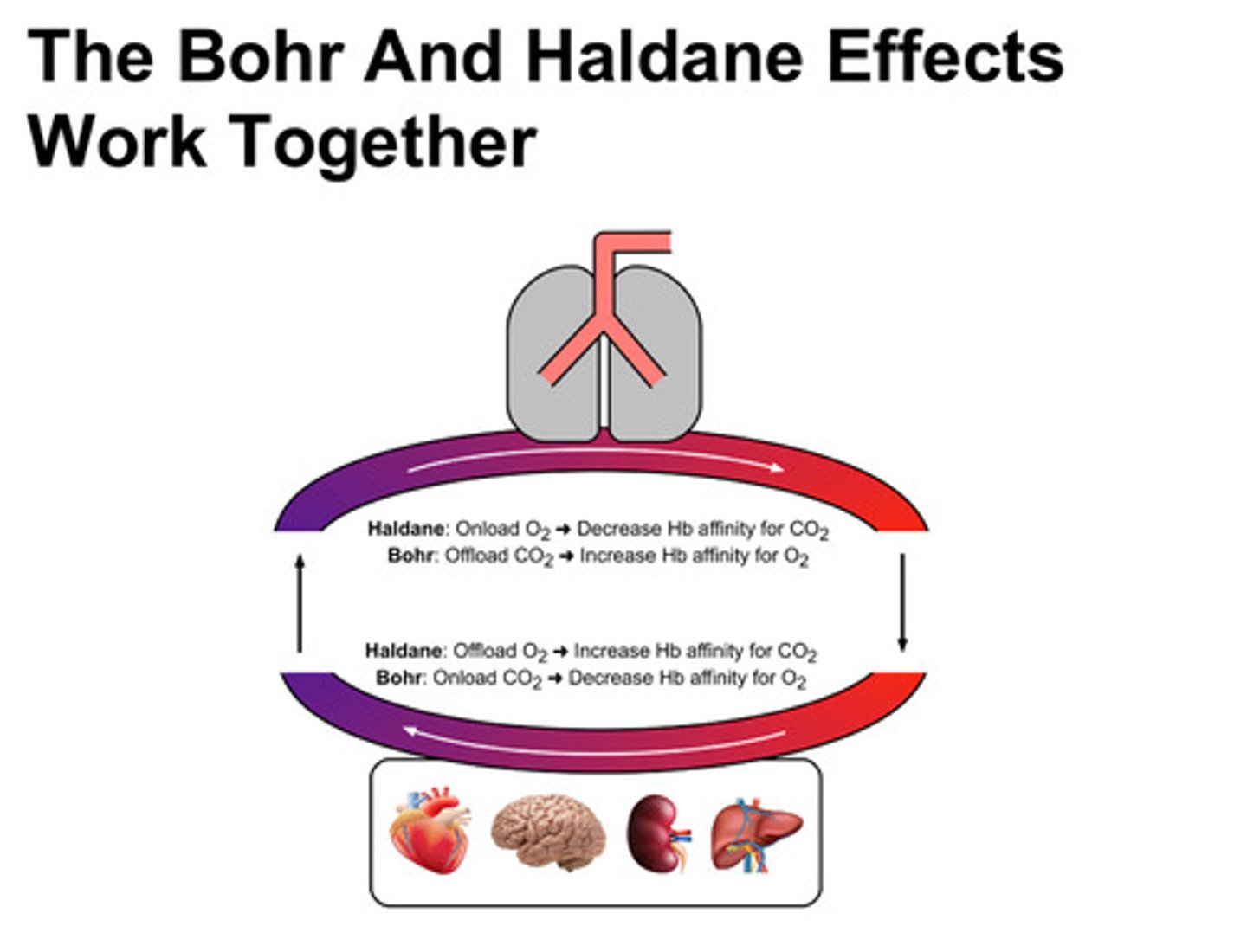 <p>the haldane effect: oxygenation of Hb in the lungs decreases the ability of Hb to carry CO2 as carbamino groups</p><p>the bohr effect: increase of PCO2 in the tissues causes Hb to release more oxygen</p><p>these 2 effects work together to assist with the onloading and offloading of oxygen and carbon dioxide in the tissues and lungs</p>