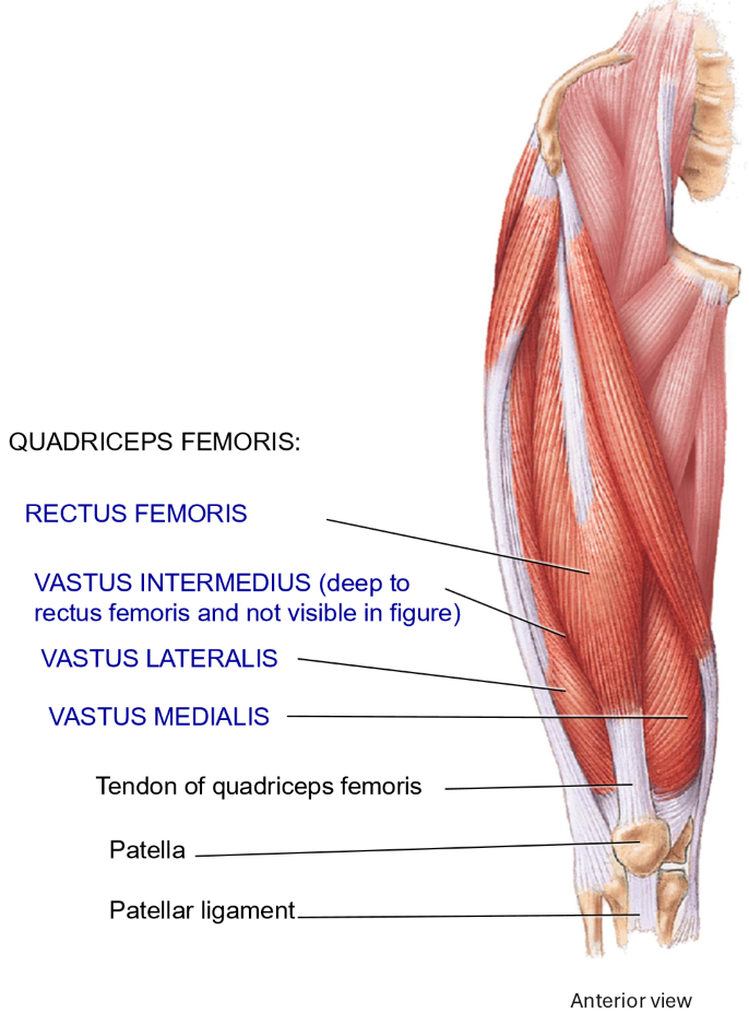 <p>Patellar tendon, covering the patella </p><ul><li><p>Inserts on and around patella </p></li><li><p>Then continues as the patellar ligament </p></li></ul><p></p>