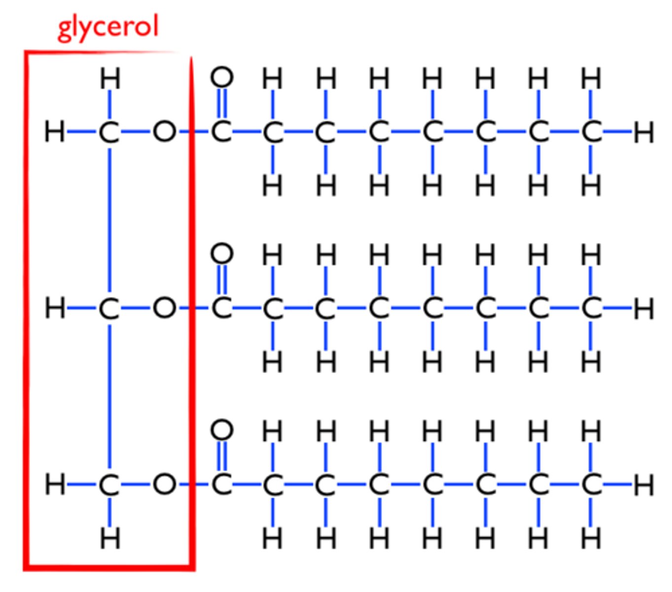 <p>Made of glycerol and fatty acids</p>