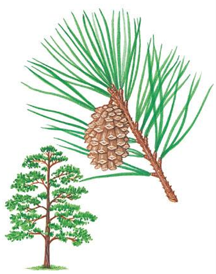 <p>commercially important conifer; loblolly pine; widely distributed through the southeastern United States</p>
