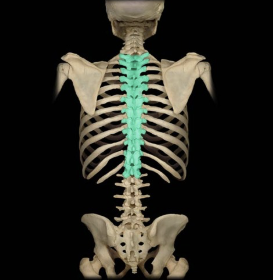 T1-T12 

long spinous process 

transverse costal facet 

inferior/superior costal facet