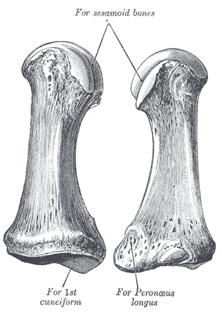 <p>Most medial foot bone; thickest of the five</p>