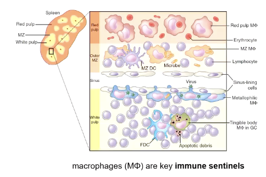 <p>Filters damaged or infected RBCs, and some production of RBCs (erythropoiesis)</p><p>Has a red pulp which removes RBCs, and a white pulp that has the adaptive immune response.</p>