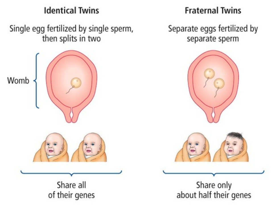 <p>Used to compare the concordance rates for behaviors of monozygotic twins with dizygotic twins to try to establish the extent of the genetic component of the behavior. They feel they can do this as all participants, monozygotic and dizygotic, have shared the same environment. Hence, any differences we see could be attributed to genetics</p>