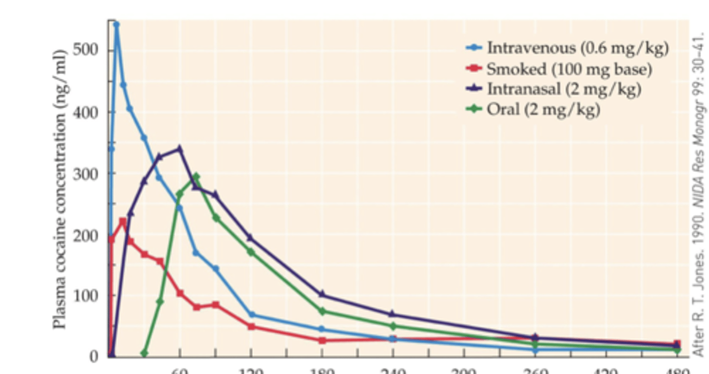 <p>- large surge of cocaine in the brain that is not reflected in peripheral blood concentrations</p><p>- Rapid entry into the brain is an important factor in the strong addictive properties of crack cocaine</p>