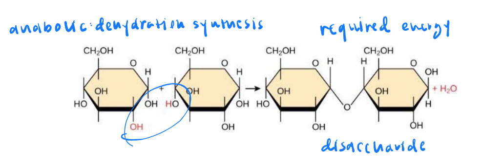 <p>small molecules are assembled into large ones. energy is <em>required.</em></p>