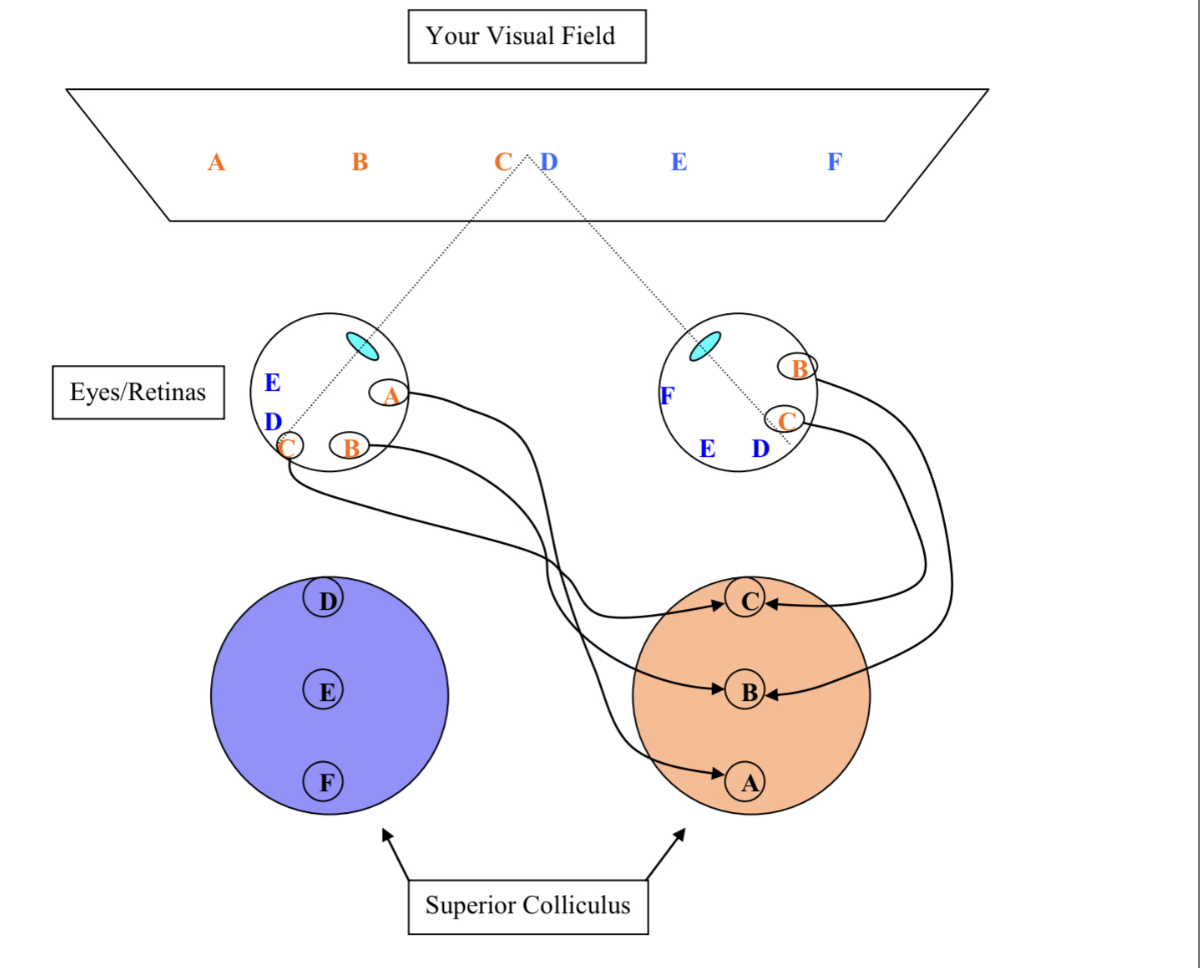 <ul><li><p>the diagram represents a bird’s eye view </p></li><li><p>Light from objects in the extreme periphery of the visual field (A and F) to the contralateral (opposite) eyes is blocked by the nose so they are detected only in the ipsilateral eye</p></li><li><p>The Superior colliculus on each side of the brain contains a complete visual representation of the contralateral (opposite) visual field </p></li></ul><p></p>