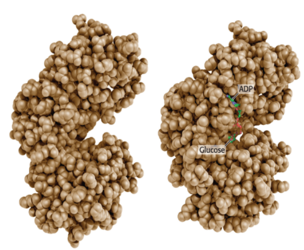 <p>The two lobes of hexokinase are separated in the absence of ___________ (left). The conformation of hexokinase changes markedly on binding ____________ (right).</p>