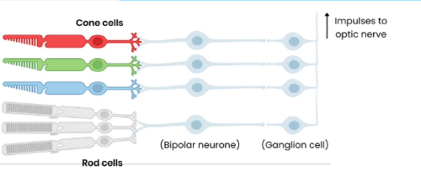 <p>Rods allow monochromatic vision</p><p>● 1 type of rod / 1 pigment</p><p>Cones allow colour vision</p><p>● 3 types of cones - red-, green- and blue-sensitive</p><p>● With different optical pigments → absorb different wavelengths</p><p>● Stimulating different combinations of cones gives range of colour perception</p>