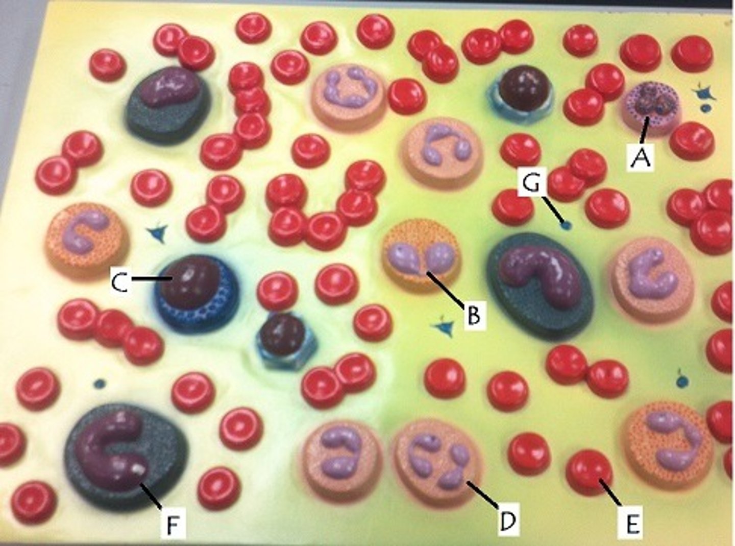<p>involved in specific immune defense</p>