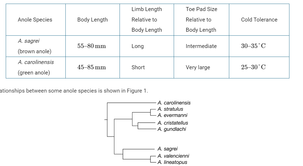 <p>In anoles, small toe pads are better for gripping irregular surfaces such as the forest floor, and large toe pads are better for gripping smooth surfaces such as leaves. Based on the data in Table 1, if brown anoles are introduced into a forest where green anoles currently live, which of the following predictions about the two species is most likely?</p><p>A) Brown anoles will occupy a different area of the forest from green anoles which will minimize competition.</p><p>B) Brown anoles will mostly prey on flying insects, and green anoles will prey on worms and grubs.</p><p>C) Brown anoles and green anoles will evolve to have the same size toe pads because they share the same niche.</p><p>D) Green anoles are better adapted to the forest habitat and will chase away the introduced brown anoles.</p>