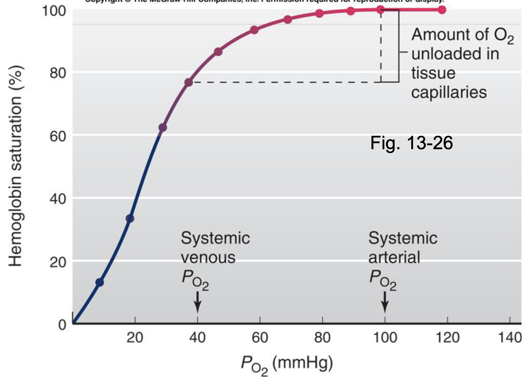 <ul><li><p>saturation is a percent</p></li><li><p>cooperativity - when a molecule behaves in a cooperative way</p><ul><li><p>when oxygen binds, the easier it is for other oxygen to bind</p></li><li><p>when oxygen lets go, the easier it is for other oxygen to release</p></li><li><p>when PO2 is high it favors binding</p></li></ul></li></ul><p></p>