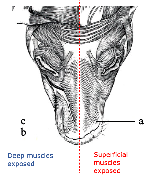 <p>1) Superficial M. <strong>levator nasolabialis</strong></p><ul><li><p>“Snarl muscle”; responsible for dilating the nostril and elevating the upper lip</p></li></ul><p>2) Deep M. <strong>levator labii maxillaris</strong></p><ul><li><p>Elevates upper lip and EXPOSES TEETH (maxillaris)</p></li></ul><p>3) M. <strong>Caninus</strong></p><ul><li><p>ALSO helps to lift the upper lip and expose the teeth </p></li></ul><p></p><p>Muscles of “facial expression”</p>