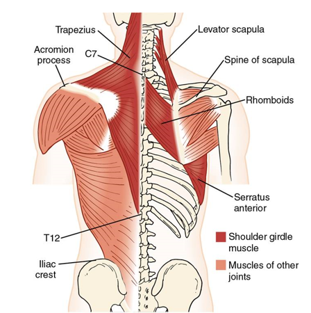 <ul><li><p>trapezius</p></li><li><p>levator scapula</p></li><li><p>rhomboids</p></li><li><p>serratus anterior</p></li></ul><p></p>