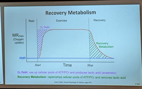 replenishes ATP/Pcr and removes lactic acid